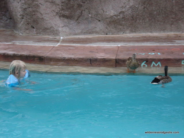 Swimming Friends